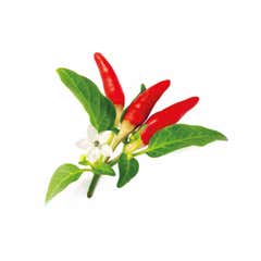 Click & Grow Red Hot Chili Pepper (3-pack)