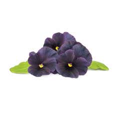 Click & Grow Black Pansy (3-pack)